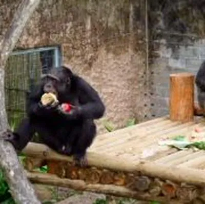 Pacho y Chita, chimpancés asesinados en Pereira. Los hechos están bajo investigación de la Procuraduría.

