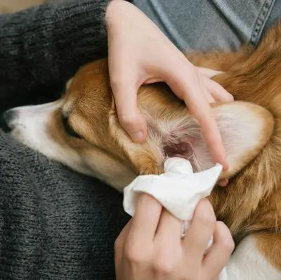 Limpieza en las orejas de los perros, utilice solo un producto 