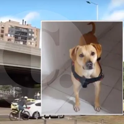 Mona, una perra que se había perdido de sus dueños, fue lanzada por desconocidos en el puente de la autopista Sur con carrera 50, en Bogotá