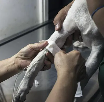 Casos de moquillo en en barrio Las Brisas en Ibagué están aumentando por falta de vacunación.