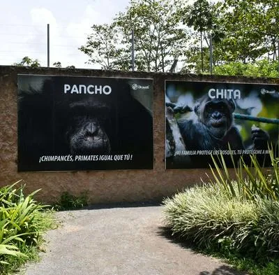 Pereira: piden cerrar bioparque Ukumarí por muerte de chimpancés 