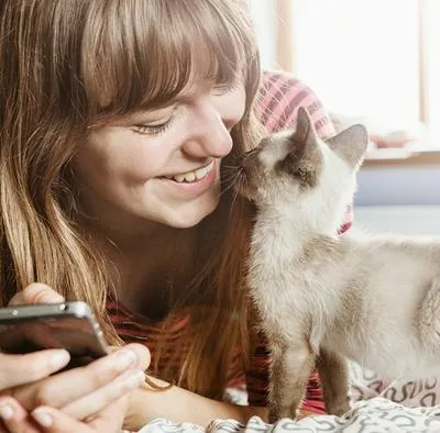 gatos