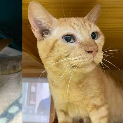 Topi, un gato en Ibagué que fue encontrado con una infección en el cachete que casi le cuesta la vida, busca una familia que lo adopte.
