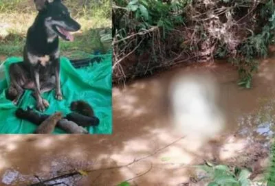 Perra que fue asesinada en Antioquia. 