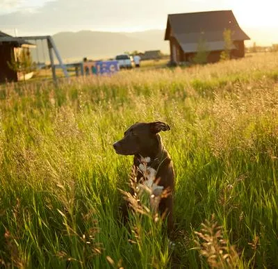 Perro en finca. En relación con caso de ataque a animales-