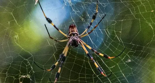 image_desktop