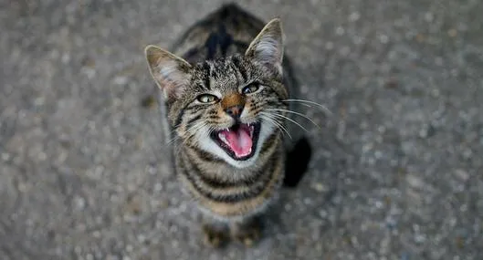 image_desktop