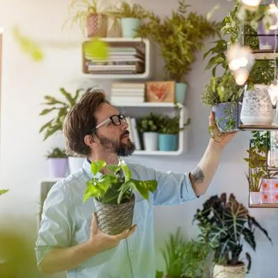 Tauro, Virgo o Capricornio: plantas que debe tener en casa si es de alguno de estos signos