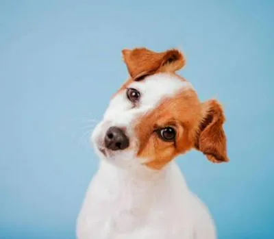Perro. En relación con la razón por la cual inclinan la cabeza hacia un lado.