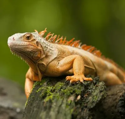 Soñar con iguanas: sabiduría, conocimientos ocultos y más significados