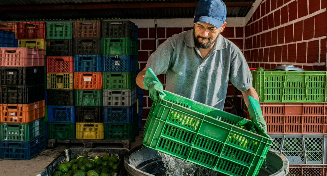 Dane: Por Qué Bajó El Desempleo En Colombia Y Sectores Que Generaron ...