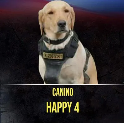 'Happy 4', el perro muerto en una explosión en Puerto Rico, Meta, este primero de agosto.
