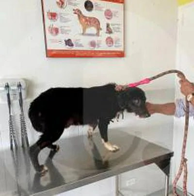 Maltrato animal en Medellín: perra fue agredida y necesita ser atendida