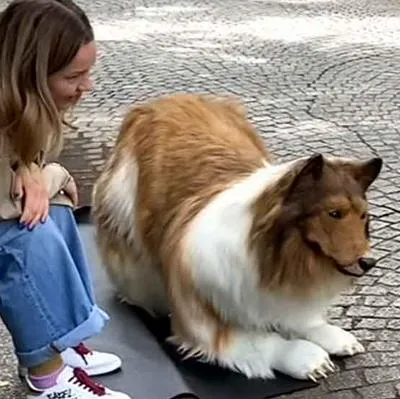 Hombre gastó cerca de 60 millones de pesos para convertirse en un perro y pasear por las calles