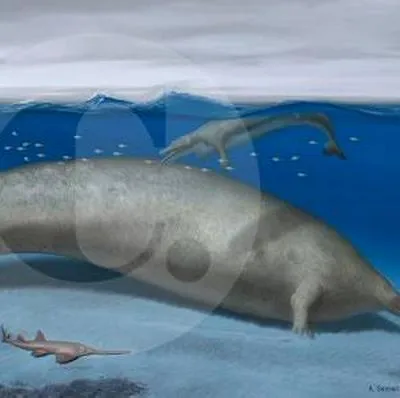 Perucetus, el animal más grande del mundo descubierto hasta ahora, en Perú.