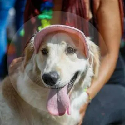 Medellín tendrá censo para registrar mascotas y animales de cuidado especial; así puede registrar los suyos