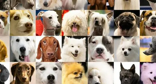 ¿Cuáles son los perros más lindos del mundo? La inteligencia artificial dio una lista de las 5 razas de peludos con la apariencia física más adorable