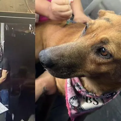 Motociclista en Ibagué, alicorado, hiere a perros porque lo mordieron