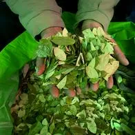 Manos con hoja de coca, cuyo precio cayó en el mercado ilícito por sobreproducción.