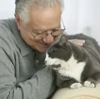 Cuáles son las mejores razas de gato para adultos mayores; opciones basadas en la compatibilidad y el temperamento tranquilo de los felinos.