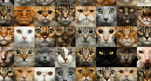 Cuáles son las razas de gatos más lindas del mundo
