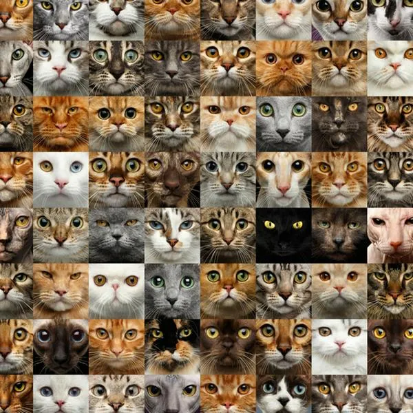 Cuáles son las razas de gatos más lindas del mundo