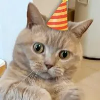 día internacional del gato