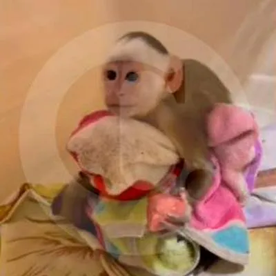 Rescatan en Envigado a mono capuchino que fue separado de su madre