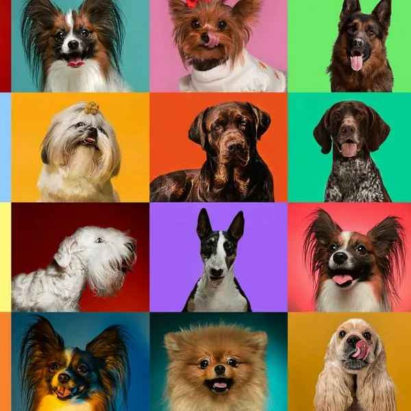 ¿Cuáles son los perros más feos del mundo? La inteligencia artificial nombró de las 5 razas de perros con la apariencia física más rara y poco común.
