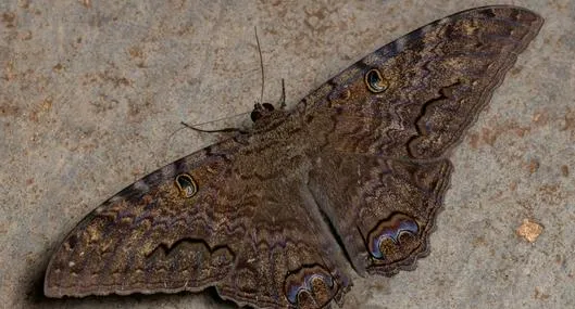 Qué significa soñar con mariposas negras; pérdida, conflictos, preocupaciones, melancolía y otros significados de este angustiante sueño.