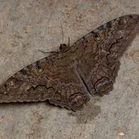 Qué significa soñar con mariposas negras; pérdida, conflictos, preocupaciones, melancolía y otros significados de este angustiante sueño.