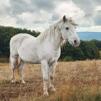 Significado de soñar con un caballo blanco y limpio