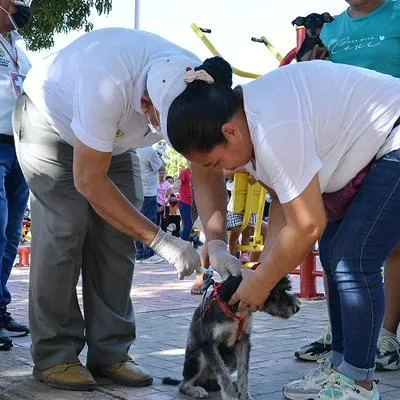 ¡Lleve su mascota! El sábado habrá jornada de vacunación en Valledupar desde las 8 de la mañana