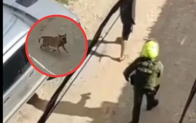Capturas de video de policía en Caldas. En relación con incidente con un perro.
