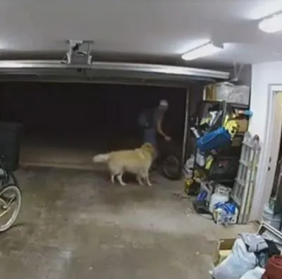 Ladrón entro a robar a una casa, el perro lo pilló y se puso a jugar con él