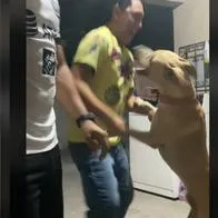 Perro se hace viral en redes sociales al festejar el falso pase del América