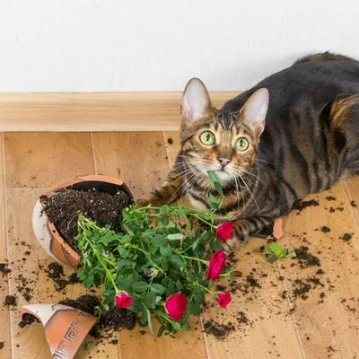 Con estos productos su gato no volverá a tocar las plantas. 