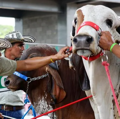 Se conoció la programación de la Feria Ganadera de Valledupar.