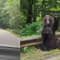 Oso hizo seña de agradecimiento a turistas que le cedieron el paso, ¡los saludó con su mano!