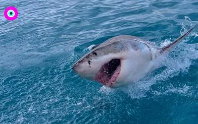 Niño de 13 años encontró un diente de un tiburón megalodón en Reino Unido