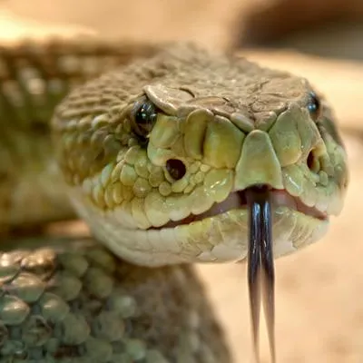 Así se puede ir a ver el fósil de la serpiente más grande jamás vista en Colombia