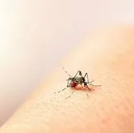 Alarmante aumento de casos de dengue en el Cesar: 2.896 contagios