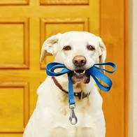 Estas son las veces que debe sacar su perro al baño.