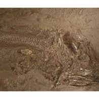 Este pez, de 180 millones de años, al parecer murió ahogado por su cena gigante