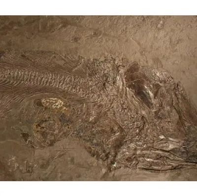Este pez, de 180 millones de años, al parecer murió ahogado por su cena gigante