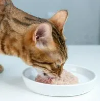 De esta manera puede hacer un Churu casero y rico para su gato.