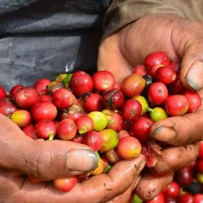 Cafeteros de Armenia se manifestarán, buscan impedir más importaciones.