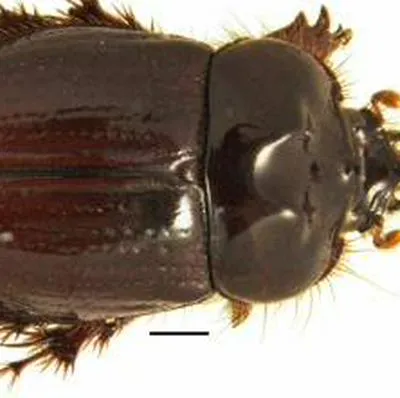 Después de un largo estudio, oficialmente se nombra como una nueva especie de escarabajo en Colombia.