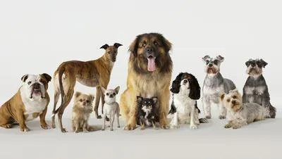 Promedio de vida de los perros varía según su raza y tamaño; importante tener en cuenta cuidados en la vejez y dar calidad de vida.