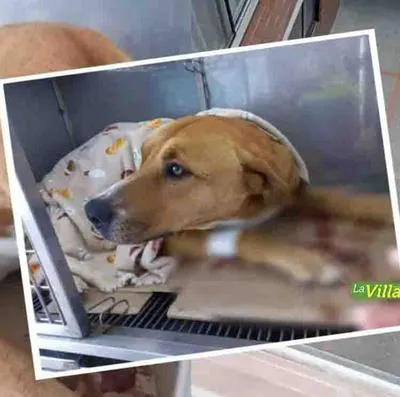 Ubaté: lanzaron a perra desde un cuarto piso, en nuevo caso de maltrato animal